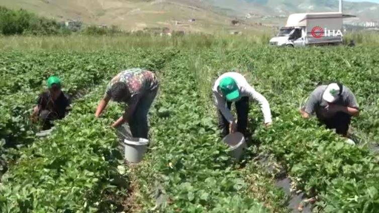 Yonca yerine ekti şimdi paraya para demiyor. Beyin ve kalp sağlığa birebir 14